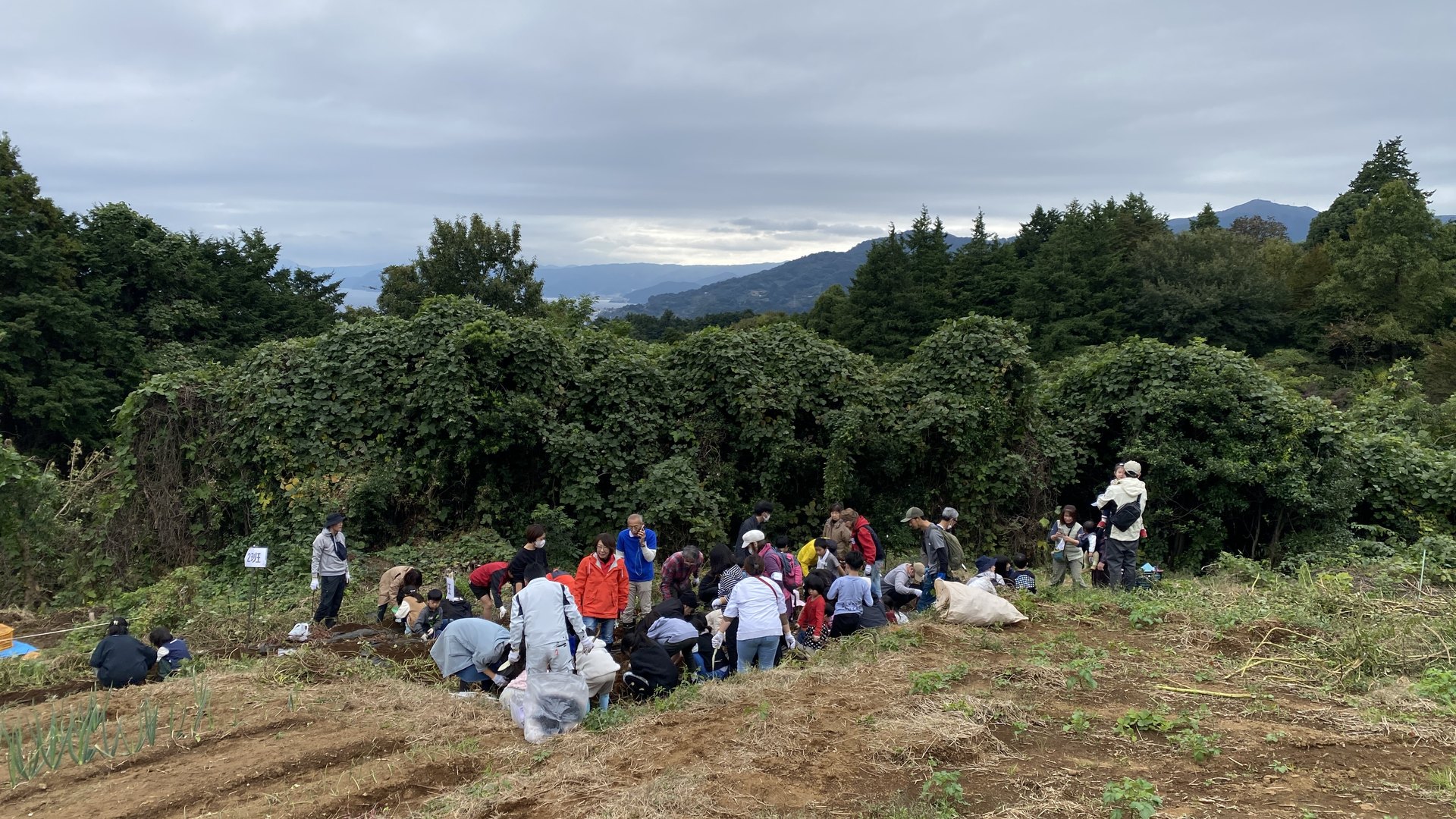 A large group working together across a sloping field